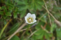 Jåblom (Parnassia palustris)