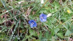 Bergveronika (Veronica fruticans)