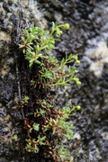 Gulsildre (Saxifraga aizoides)