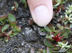 Musøre (Salix herbacea)