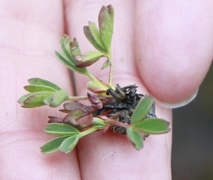 Trefingerurt (Sibbaldia procumbens)