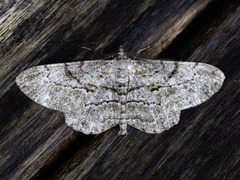 Grå barkmåler (Peribatodes rhomboidaria)