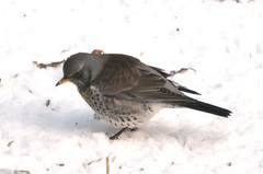 Gråtrost (Turdus pilaris)