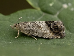 Eikeglansvikler (Cydia splendana)