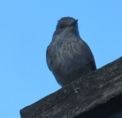 Gråfluesnapper (Muscicapa striata)