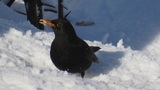 Svarttrost (Turdus merula)