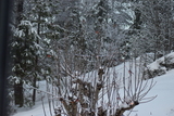Dompap (Pyrrhula pyrrhula)