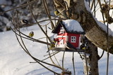 Blåmeis (Cyanistes caeruleus)