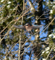 Nøtteskrike (Garrulus glandarius)