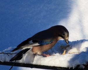 Nøtteskrike (Garrulus glandarius)