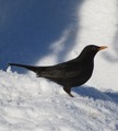 Svarttrost (Turdus merula)