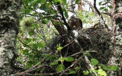 Hønsehauk (Accipiter gentilis)