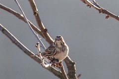 Lappspurv (Calcarius lapponicus)