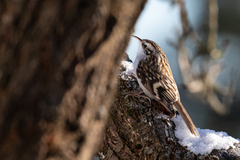 Trekryper (Certhia familiaris)