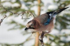 Nøtteskrike (Garrulus glandarius)