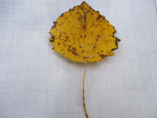 Osp (Populus tremula)