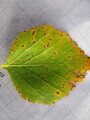 Bjørk (Betula pubescens)