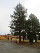 Furu (Pinus sylvestris)