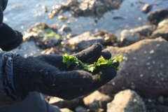 Tarmgrønske (Ulva intestinalis)