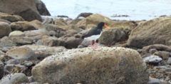 Tjeld (Haematopus ostralegus)