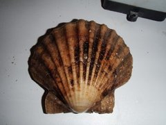 Kamskjell (Pecten maximus)