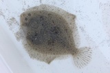 Flyndrefisk (Pleuronectiformes)