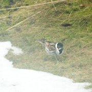 Sivspurv (Emberiza schoeniclus)