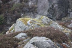 Makrellterne (Sterna hirundo)