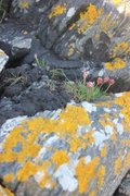 Fjærekoll (Armeria maritima)