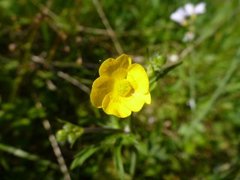 Engsoleie (Ranunculus acris subsp. acris)
