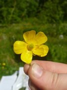 Engsoleie (Ranunculus acris subsp. acris)