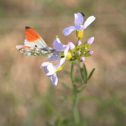 Aurorasommerfugl (Anthocharis cardamines)