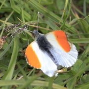 Aurorasommerfugl (Anthocharis cardamines)