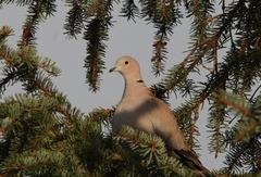 Tyrkerdue (Streptopelia decaocto)