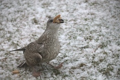 Gråmåke (Larus argentatus)