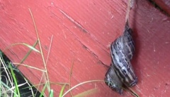 Boakjølsnegl (Limax maximus)