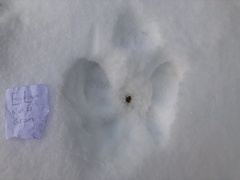 Hare (Lepus timidus)