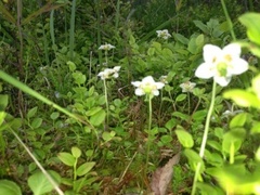 Olavsstake (Moneses uniflora)