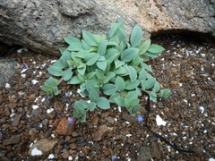 Østersurt (Mertensia maritima)