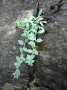 Østersurt (Mertensia maritima)