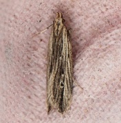 Monochroa palustrellus