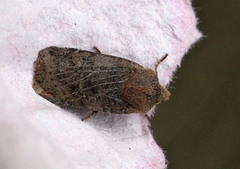 Variabelt flatfly (Conistra vaccinii)