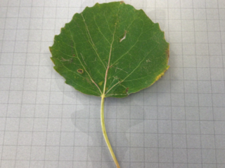 Osp (Populus tremula)