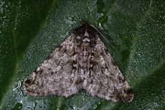 Marsmåler (Phigalia pilosaria)