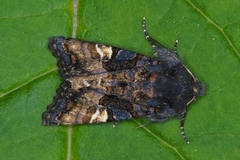 Lyktebærerfly (Euplexia lucipara)