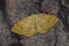 Gullmåler (Camptogramma bilineata)