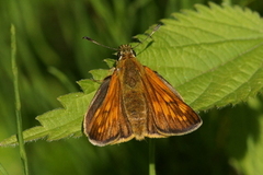 Engsmyger (Ochlodes sylvanus)