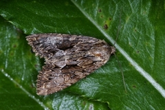 Busklundfly (Lacanobia thalassina)