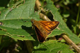 Engsmyger (Ochlodes sylvanus)