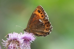 Fløyelsringvinge (Erebia ligea)